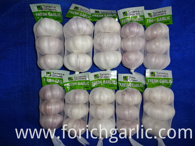 Normal White Garlic